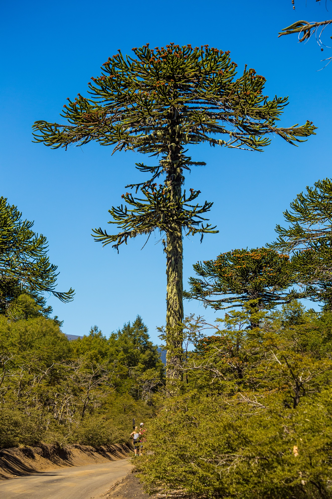 Pehuén (araucaria)